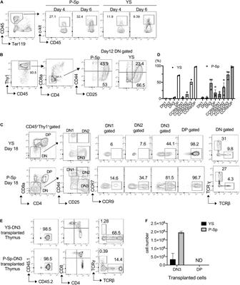 The Earliest T-Precursors in the Mouse Embryo Are Susceptible to Leukemic Transformation